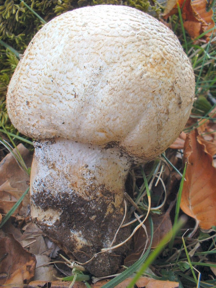 primi ritrovamenti